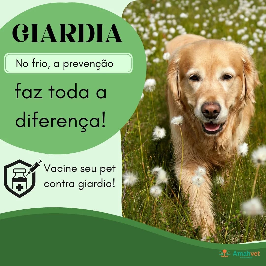 Post 4 by AmahVet Clínica Veterinária on Instagram (image)