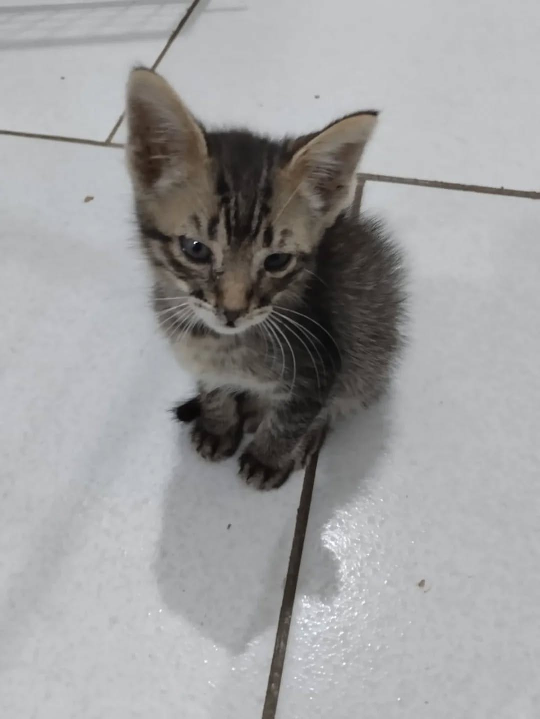 Post 3 by AmahVet Clínica Veterinária on Instagram (carousel)