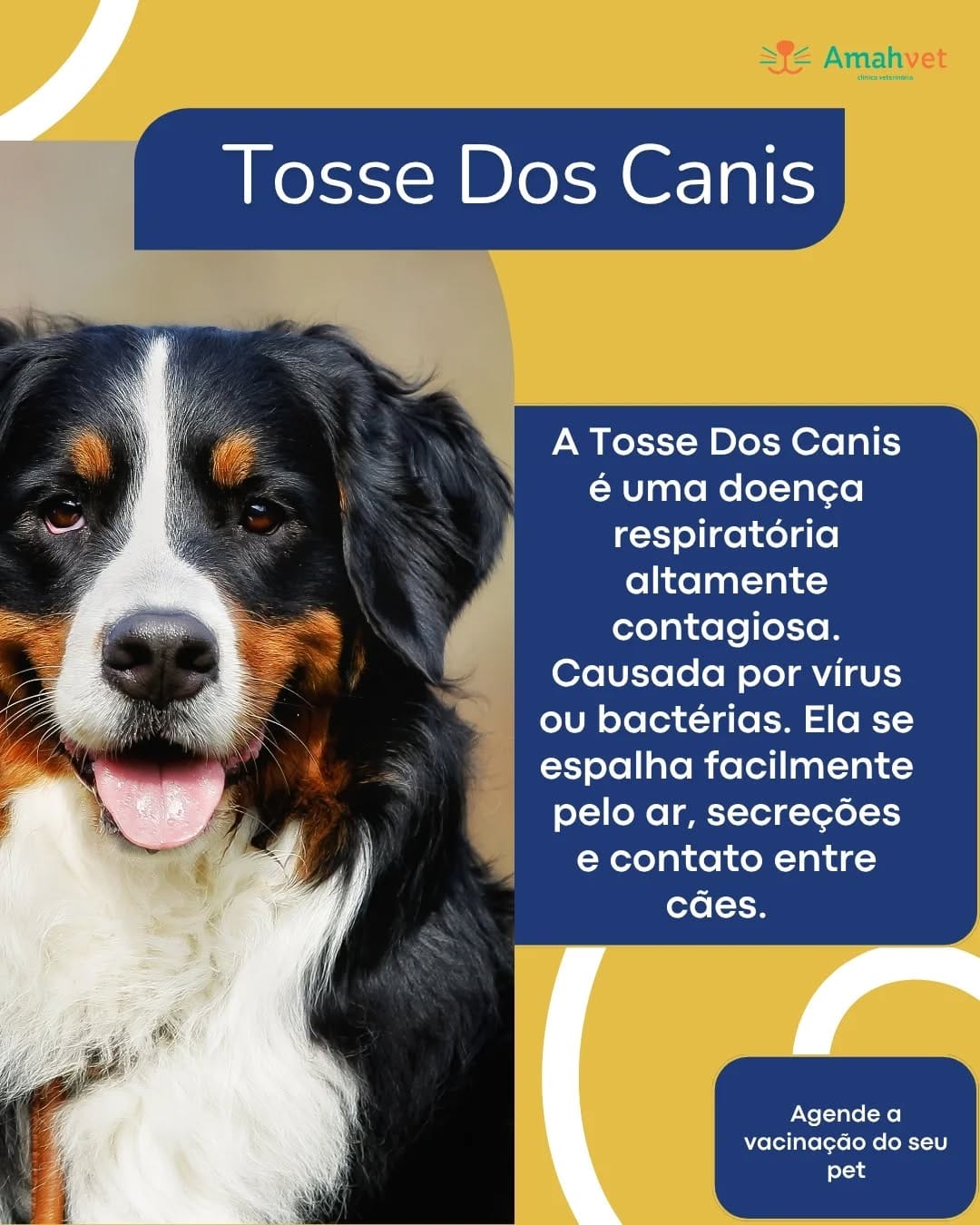 Post 2 by AmahVet Clínica Veterinária on Instagram (image)