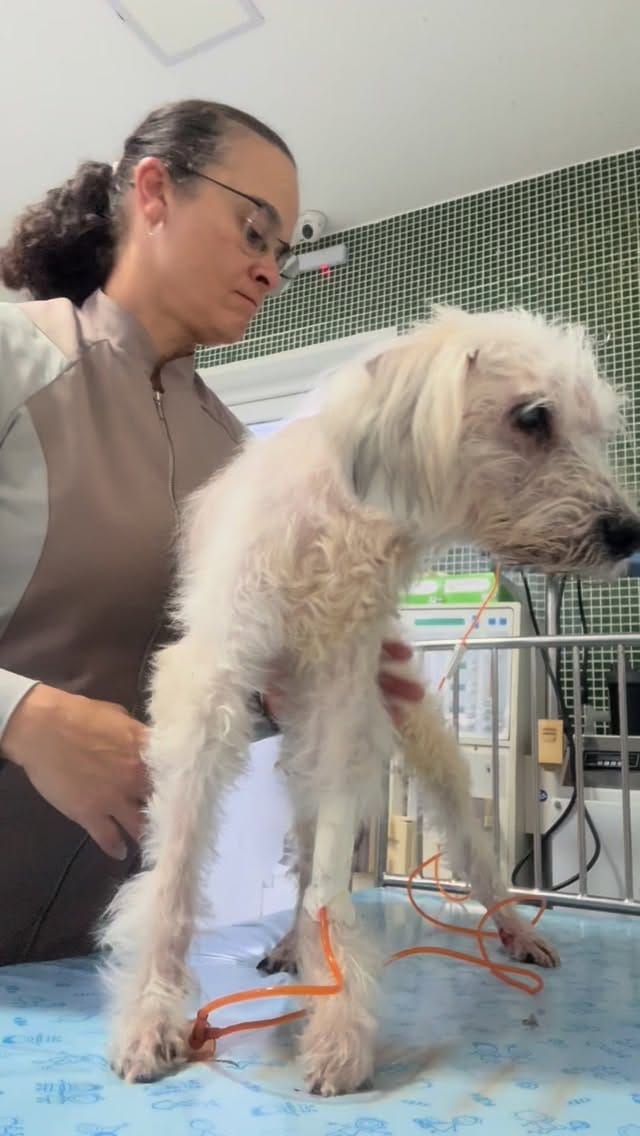 Post 2 by REABILITAÇÃO E CONDICIONAMENTO ANIMAL on Instagram (video)