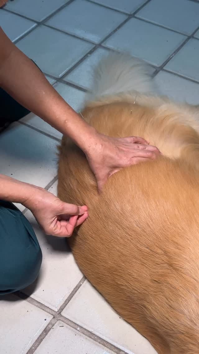Post 6 by REABILITAÇÃO E CONDICIONAMENTO ANIMAL on Instagram (video)