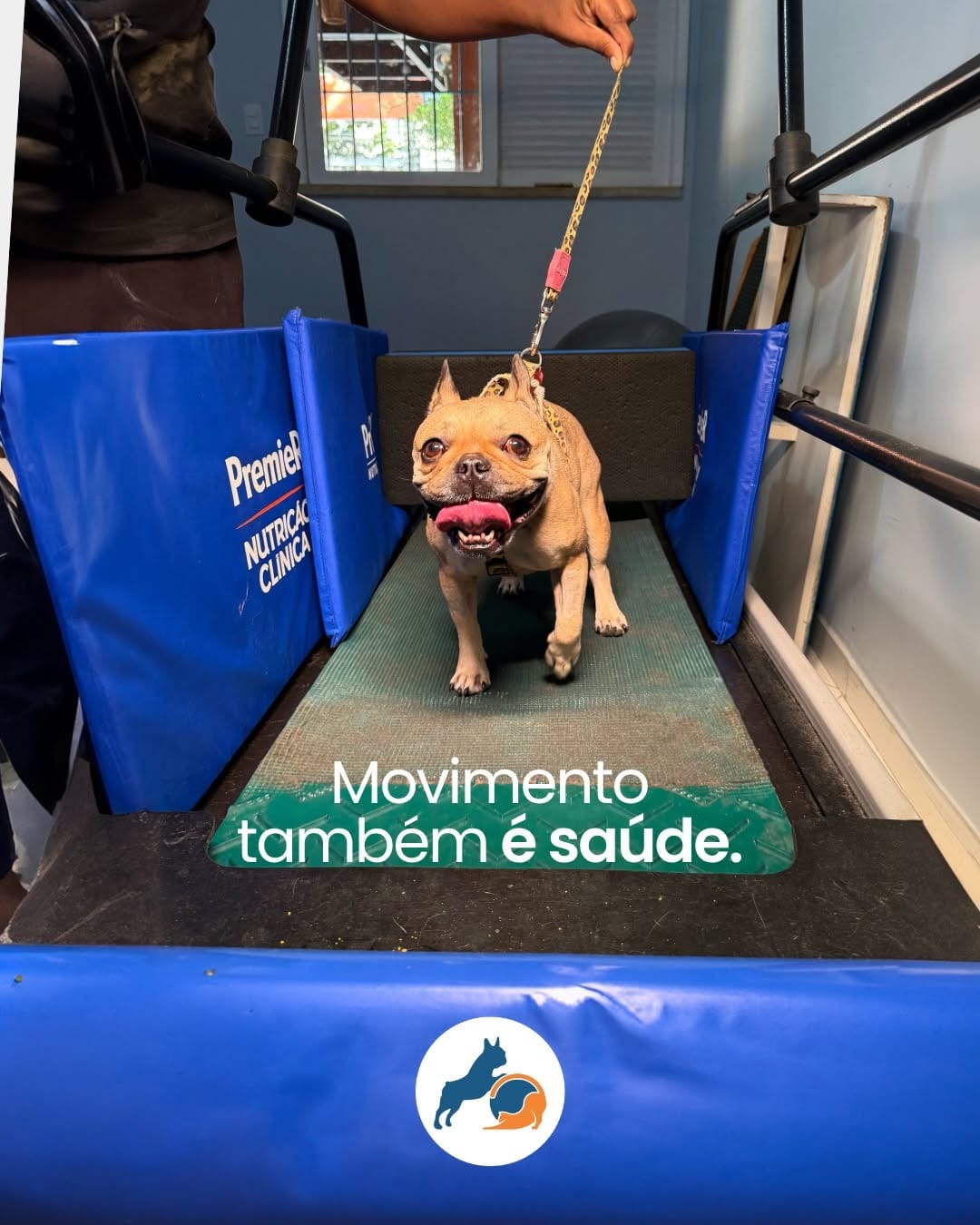 Post 1 by REABILITAÇÃO E CONDICIONAMENTO ANIMAL on Instagram (carousel)