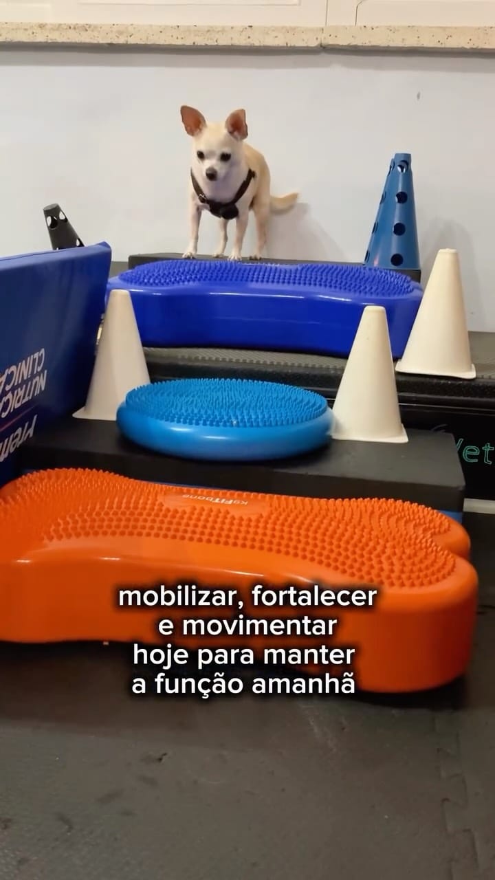 Post 5 by REABILITAÇÃO E CONDICIONAMENTO ANIMAL on Instagram (video)