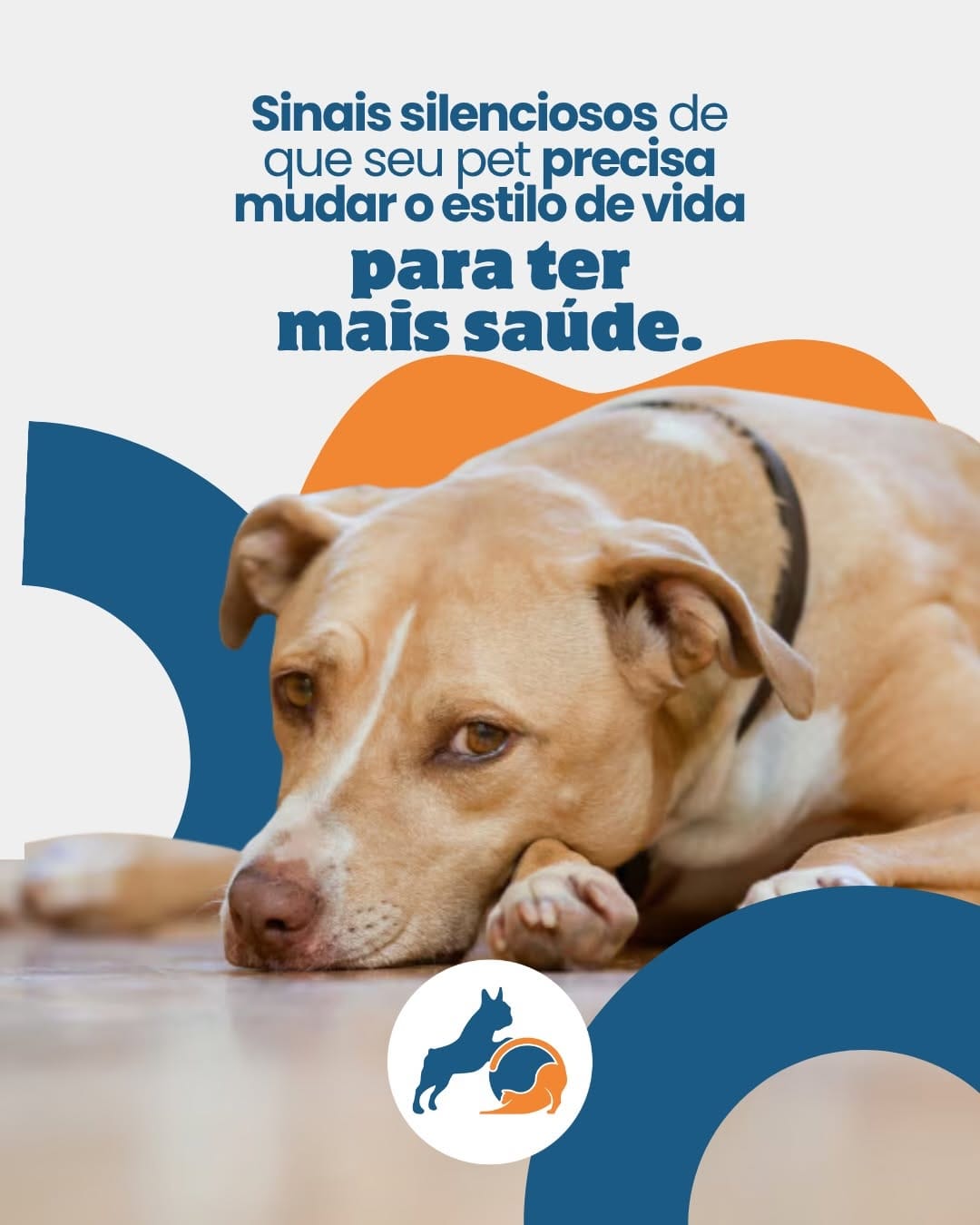 Post 4 by REABILITAÇÃO E CONDICIONAMENTO ANIMAL on Instagram (carousel)