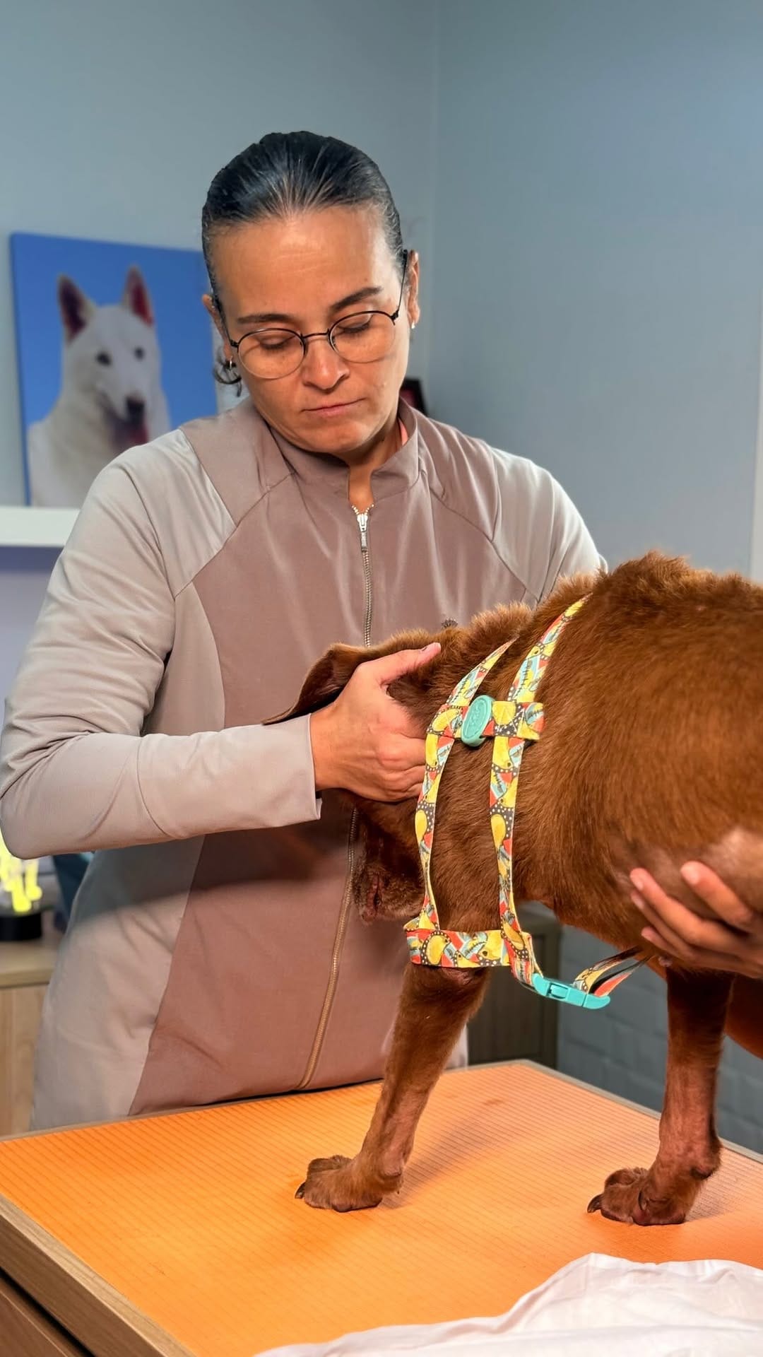 Post 3 by REABILITAÇÃO E CONDICIONAMENTO ANIMAL on Instagram (video)