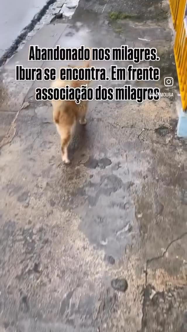 Post 2 by United Animal Rescue on Instagram (video)
