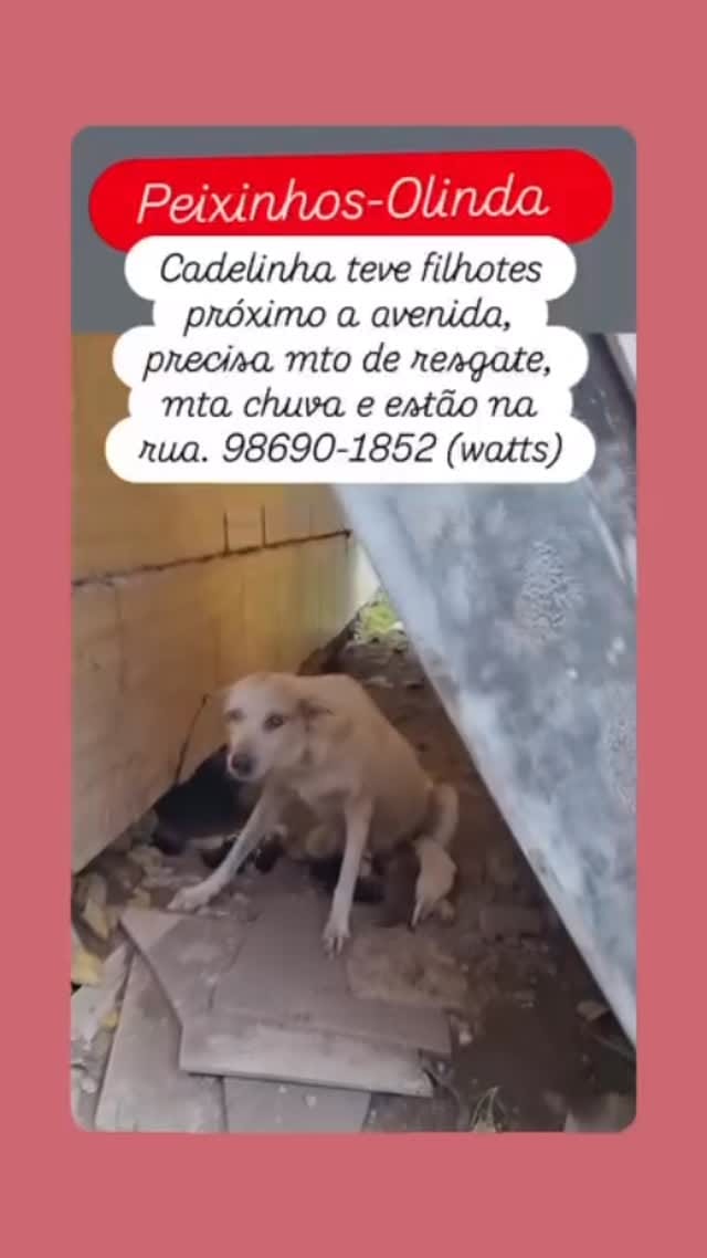 Post 3 by United Animal Rescue on Instagram (video)