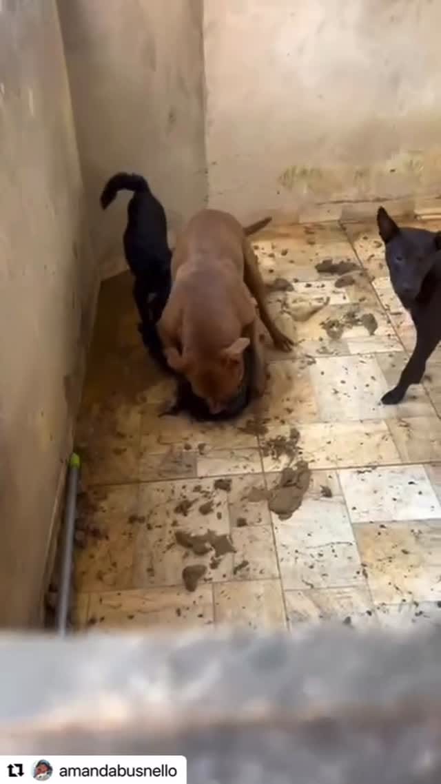 Post 1 by United Animal Rescue on Instagram (video)
