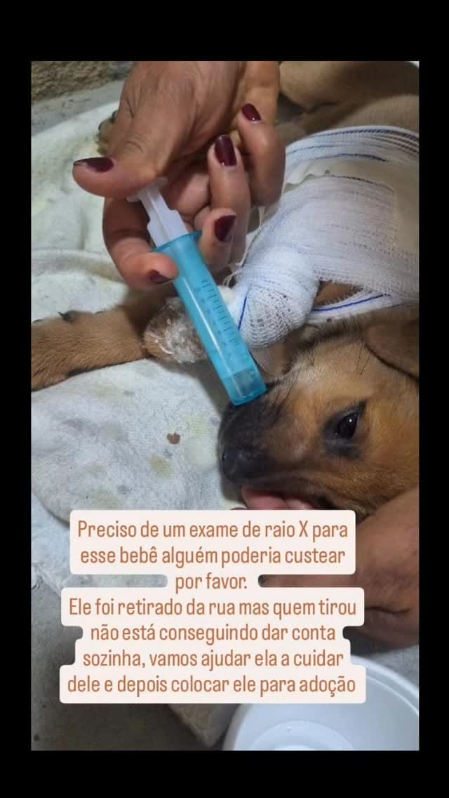 Post 4 by United Animal Rescue on Instagram (video)