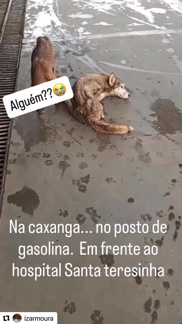Post 7 by United Animal Rescue on Instagram (video)
