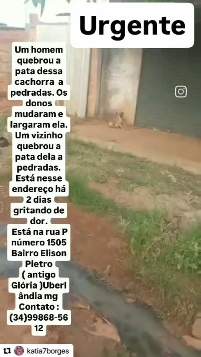 Post 8 by United Animal Rescue on Instagram (video)