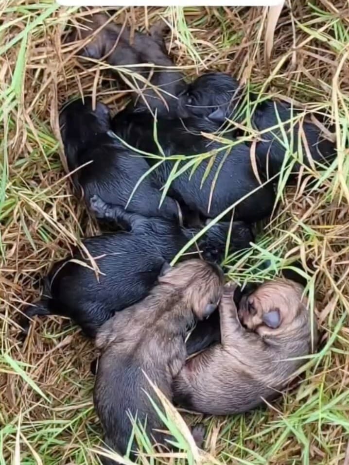 Post 5 by United Animal Rescue on Instagram (carousel)