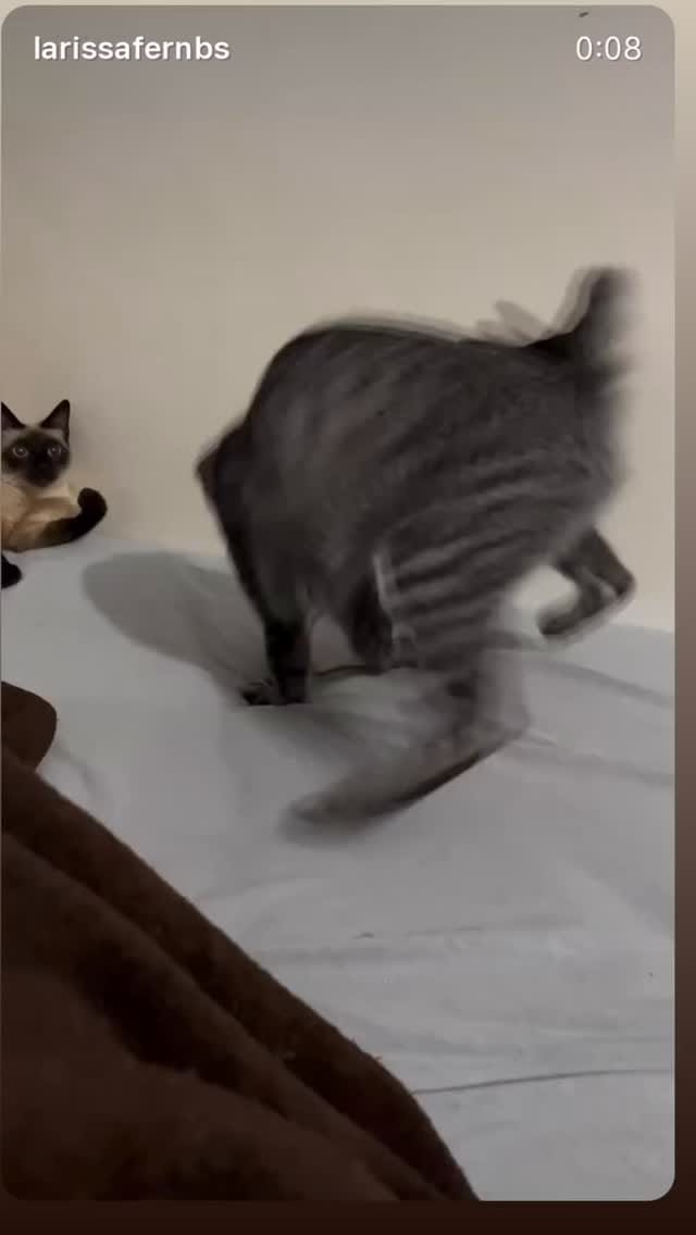 Post 2 by Fabio Pets Silva on Instagram (video)