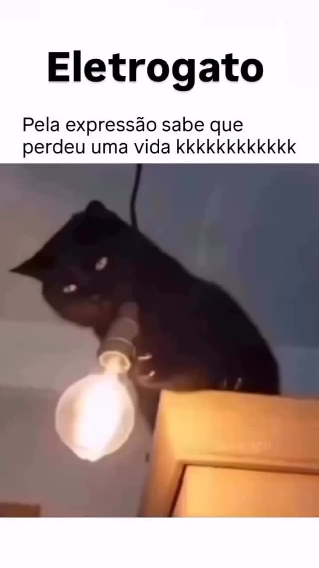 Post 1 by Fabio Pets Silva on Instagram (video)