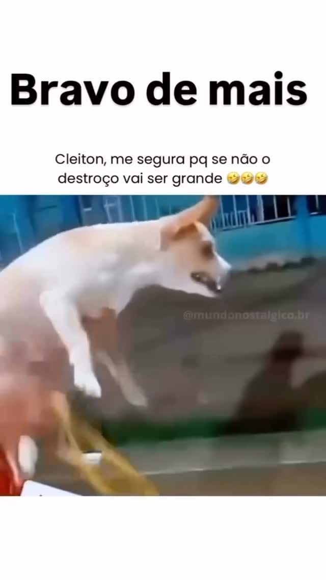 Post 3 by Fabio Pets Silva on Instagram (video)