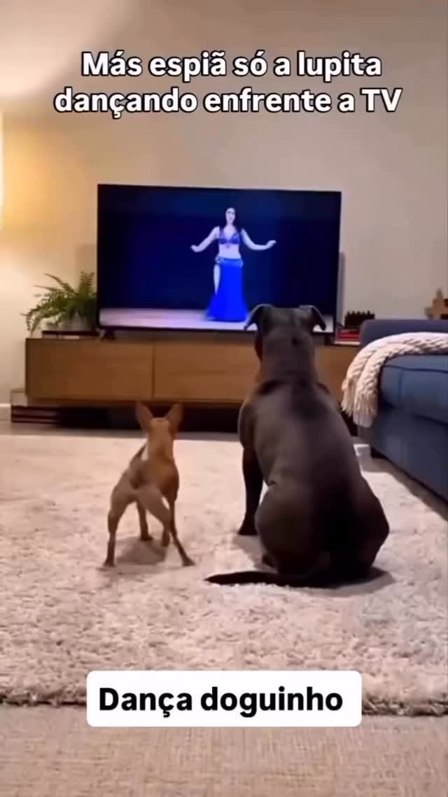 Post 9 by Fabio Pets Silva on Instagram (video)