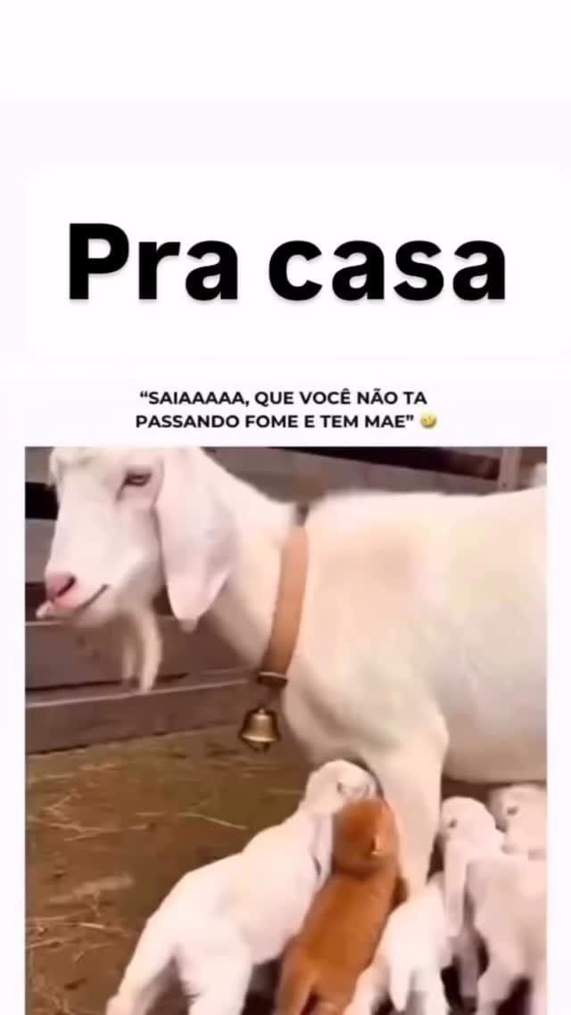 Post 8 by Fabio Pets Silva on Instagram (video)