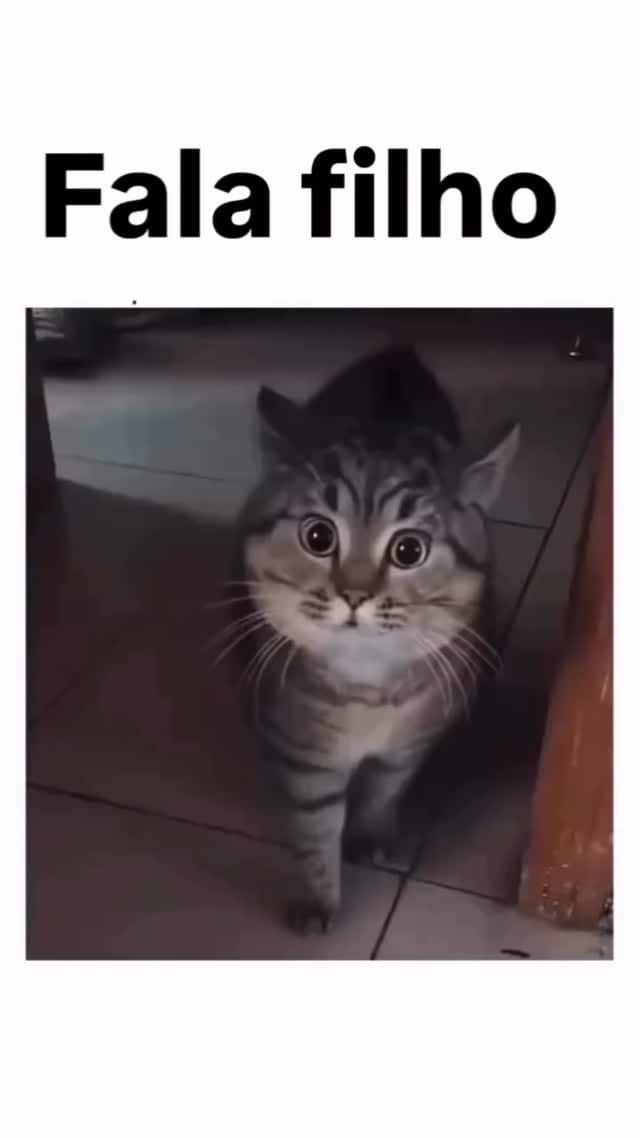 Post 6 by Fabio Pets Silva on Instagram (video)