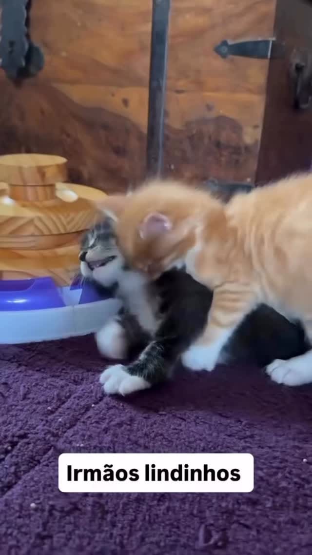 Post 7 by Fabio Pets Silva on Instagram (video)