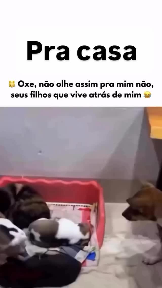 Post 4 by Fabio Pets Silva on Instagram (video)