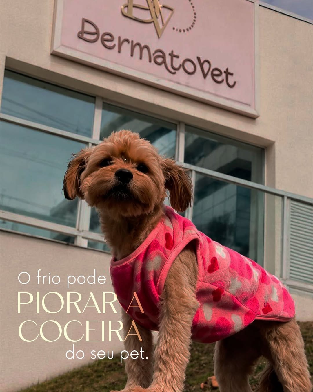 Post 4 by Dermatovet Curitiba on Instagram (image)