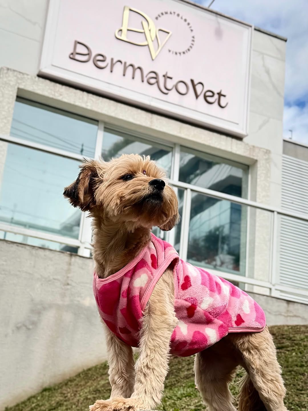 Post 9 by Dermatovet Curitiba on Instagram (carousel)