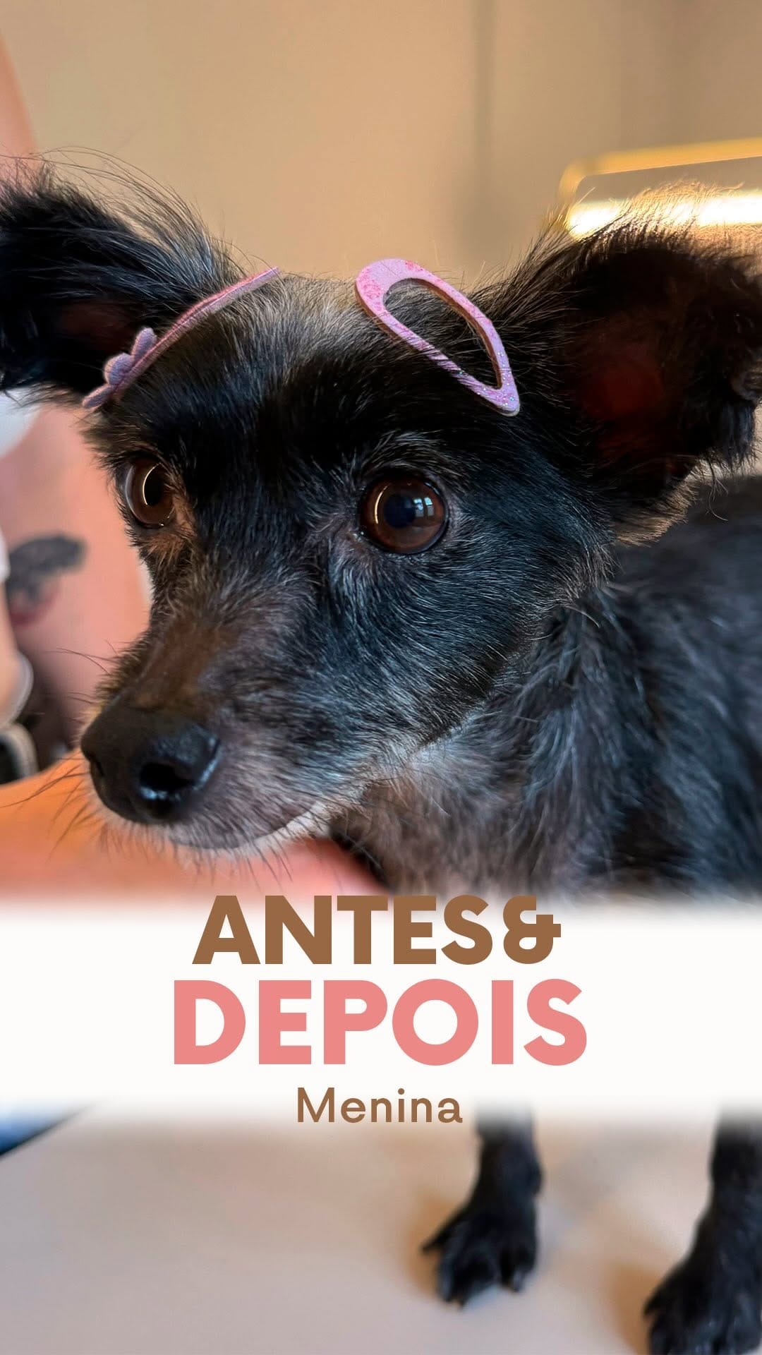 Post 8 by Dermatovet Curitiba on Instagram (video)