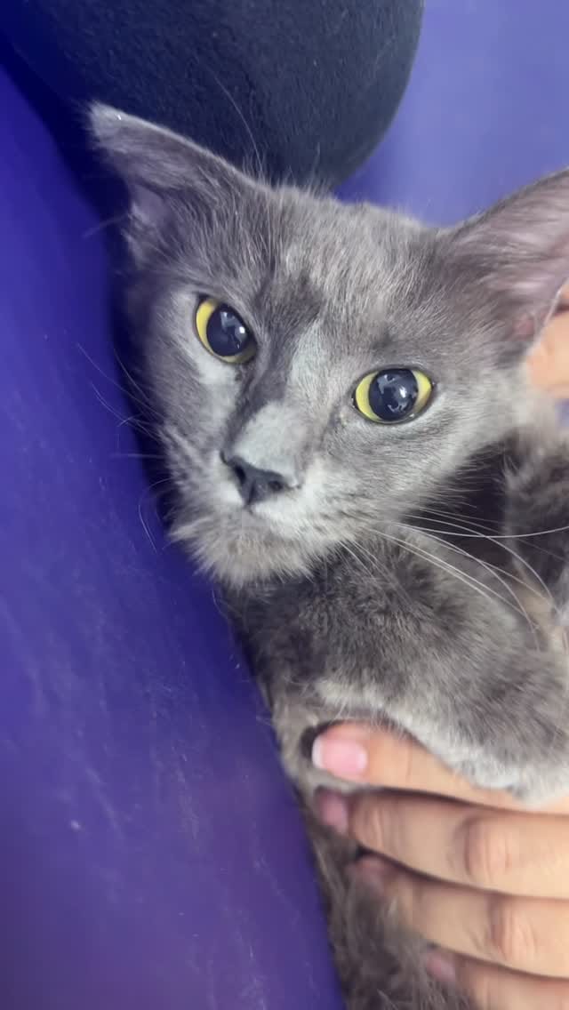 Post 6 by Clínica Veterinária Amor de Bicho on Instagram (video)