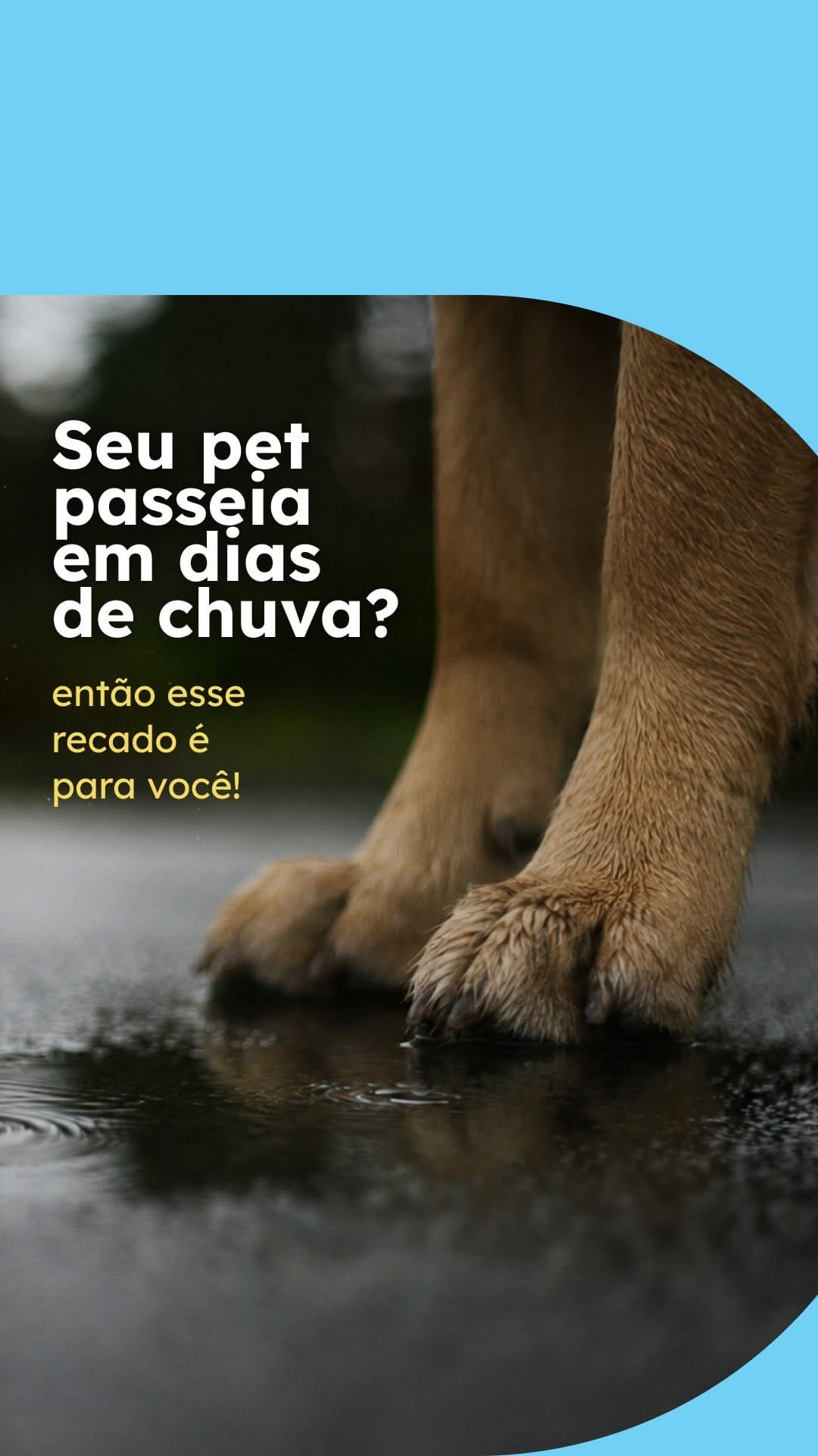 Post 3 by Clínica Veterinária Amor de Bicho on Instagram (video)