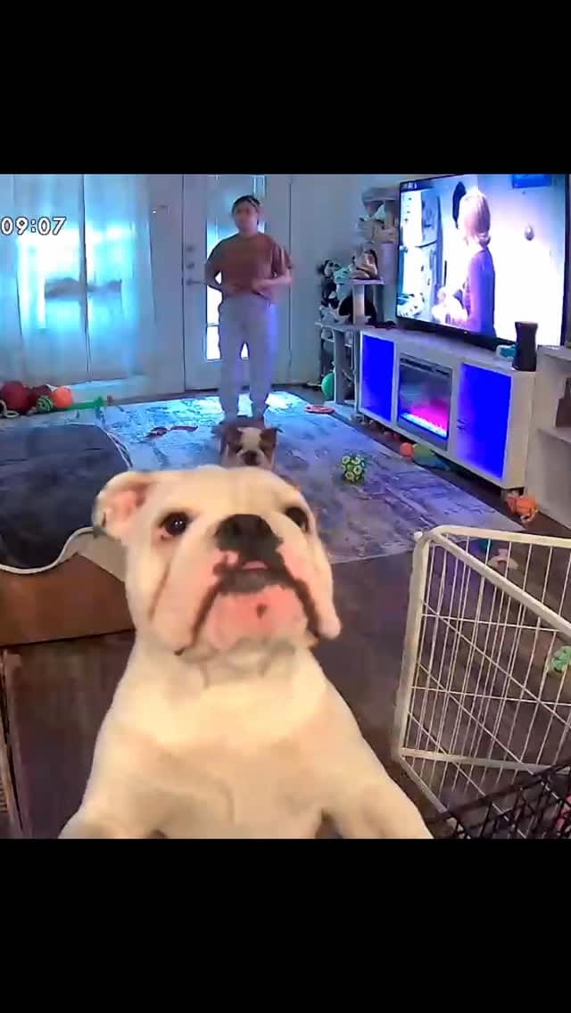 Post 1 by Finn & Friends 🐾 on Instagram (video)
