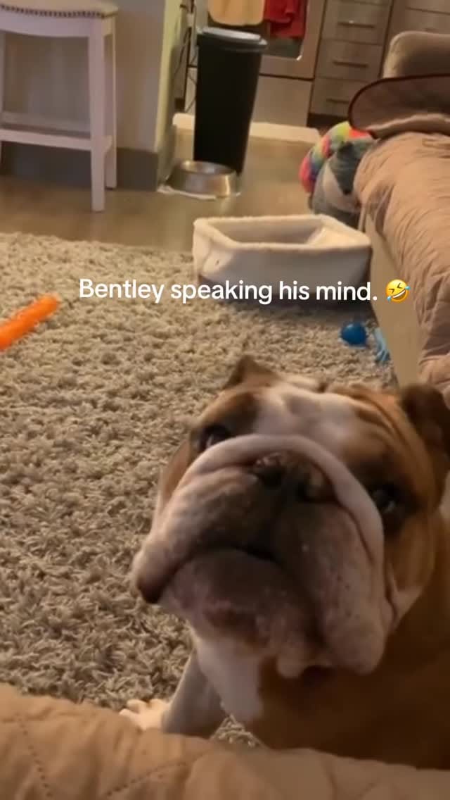 Post 4 by Finn & Friends 🐾 on Instagram (video)