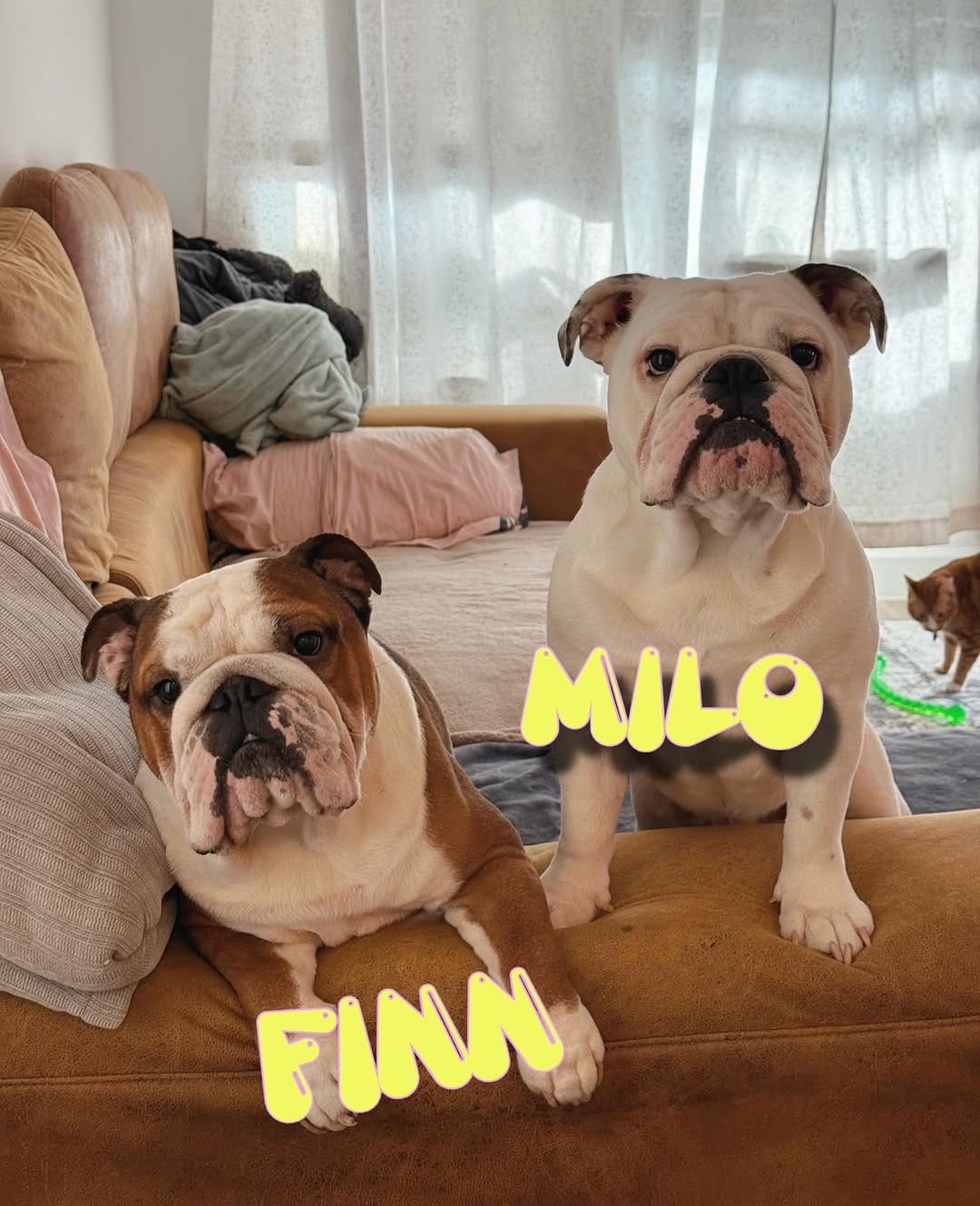 Post 5 by Finn & Friends 🐾 on Instagram (image)