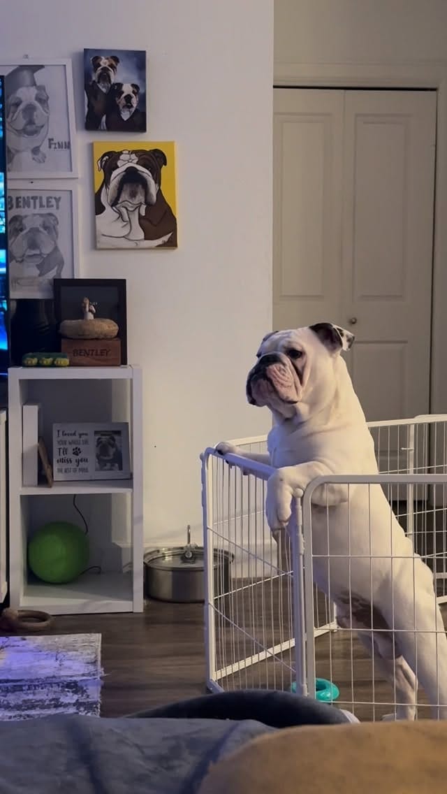 Post 6 by Finn & Friends 🐾 on Instagram (video)