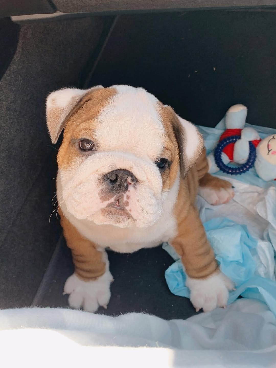 Post 3 by Finn & Friends 🐾 on Instagram (carousel)