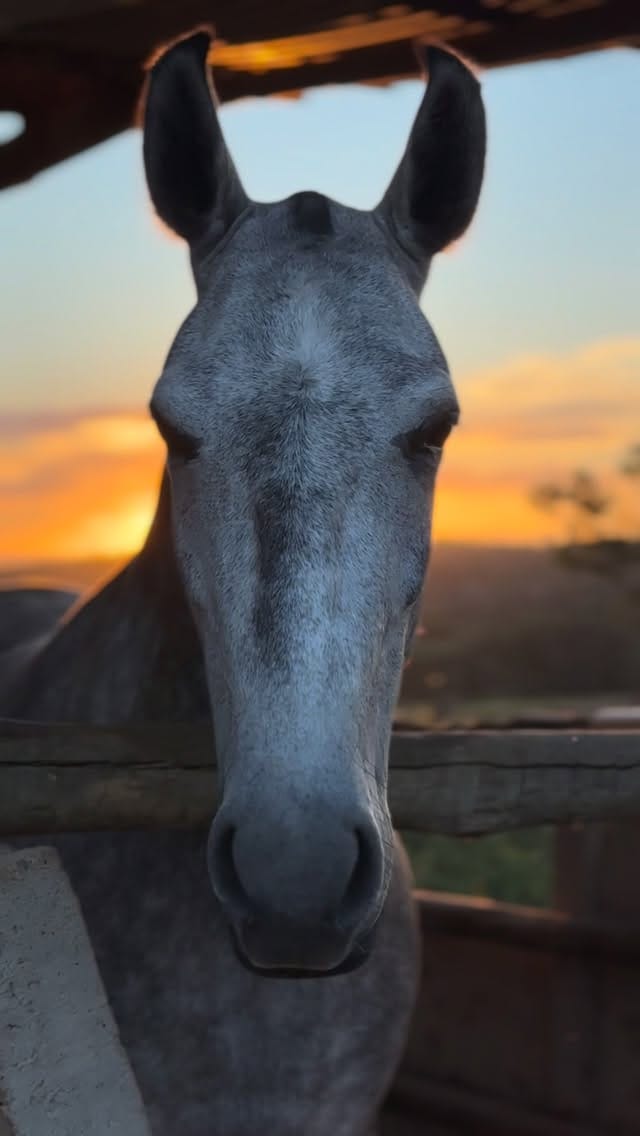 Post 6 by Núbia Simão | Médica Veterinária on Instagram (video)