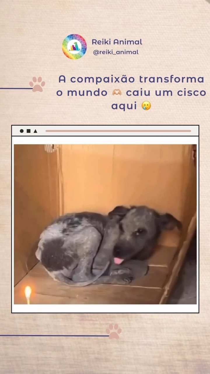 Post 6 by Priscila Waib | Médica Veterinária Integrativa on Instagram (video)