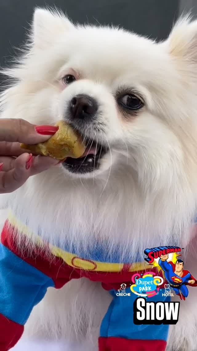 Post 6 by 𝐃upet 𝐏𝐚𝐫𝐤 𝐂𝐫𝐞𝐜𝐡𝐞 & Hotel 𝐏𝐞𝐭 𝐁𝐫𝐚𝐬𝐢́𝐥𝐢𝐚 on Instagram (video)