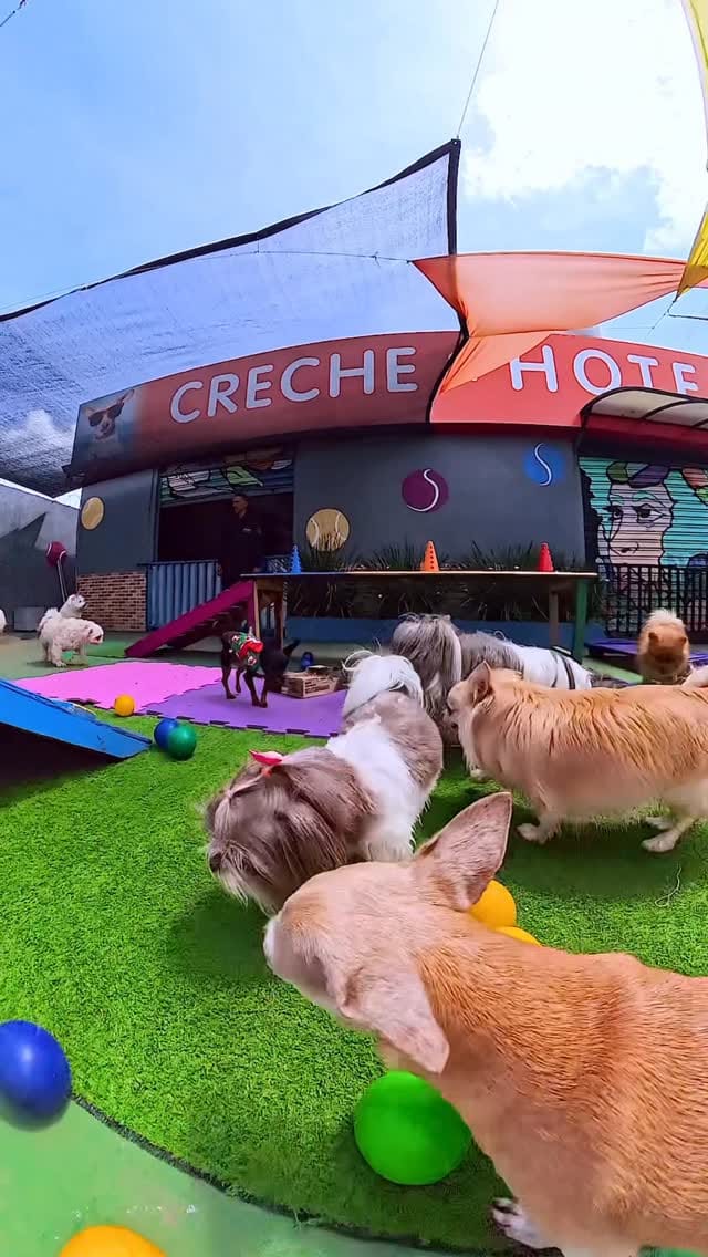 Post 8 by 𝐃upet 𝐏𝐚𝐫𝐤 𝐂𝐫𝐞𝐜𝐡𝐞 & Hotel 𝐏𝐞𝐭 𝐁𝐫𝐚𝐬𝐢́𝐥𝐢𝐚 on Instagram (video)