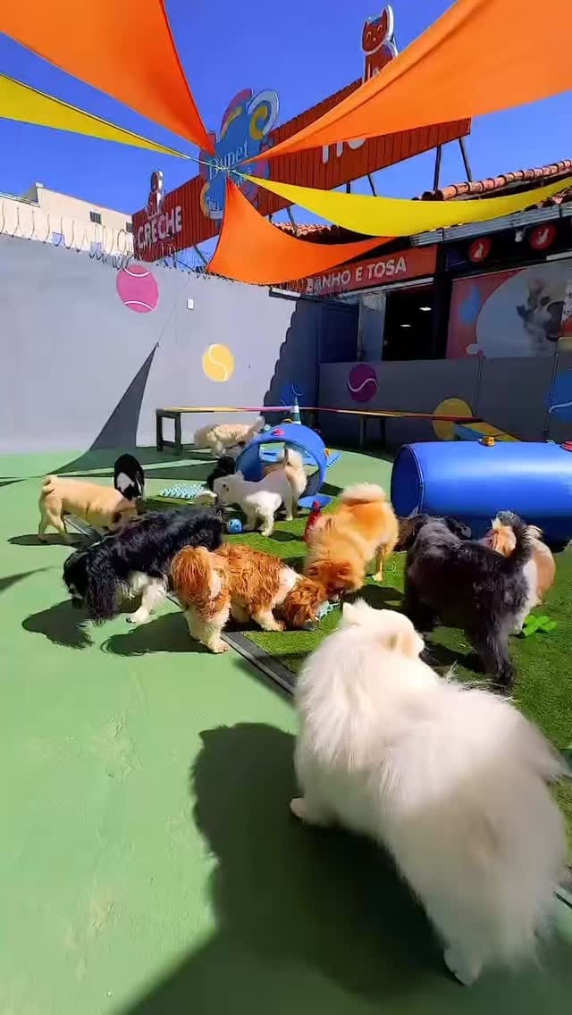 Post 9 by 𝐃upet 𝐏𝐚𝐫𝐤 𝐂𝐫𝐞𝐜𝐡𝐞 & Hotel 𝐏𝐞𝐭 𝐁𝐫𝐚𝐬𝐢́𝐥𝐢𝐚 on Instagram (video)