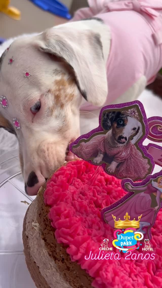 Post 7 by 𝐃upet 𝐏𝐚𝐫𝐤 𝐂𝐫𝐞𝐜𝐡𝐞 & Hotel 𝐏𝐞𝐭 𝐁𝐫𝐚𝐬𝐢́𝐥𝐢𝐚 on Instagram (video)