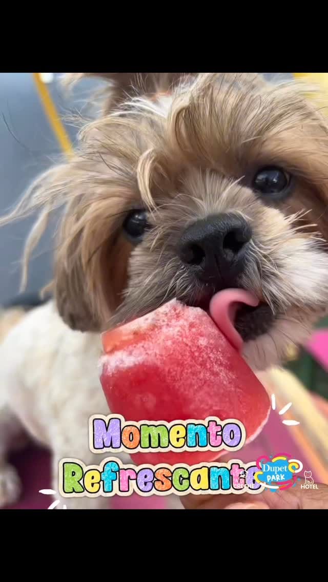 Post 4 by 𝐃upet 𝐏𝐚𝐫𝐤 𝐂𝐫𝐞𝐜𝐡𝐞 & Hotel 𝐏𝐞𝐭 𝐁𝐫𝐚𝐬𝐢́𝐥𝐢𝐚 on Instagram (video)