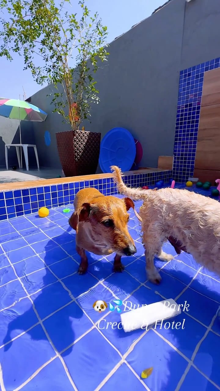 Post 10 by 𝐃upet 𝐏𝐚𝐫𝐤 𝐂𝐫𝐞𝐜𝐡𝐞 & Hotel 𝐏𝐞𝐭 𝐁𝐫𝐚𝐬𝐢́𝐥𝐢𝐚 on Instagram (video)