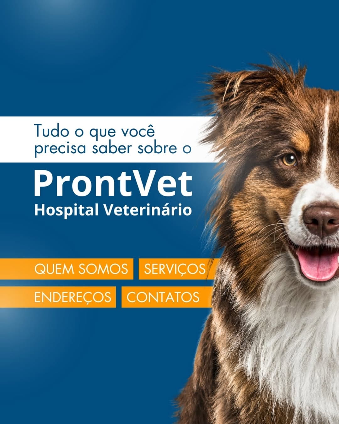 Post 10 by Hospital Veterinário ProntVet 24h on Instagram (carousel)