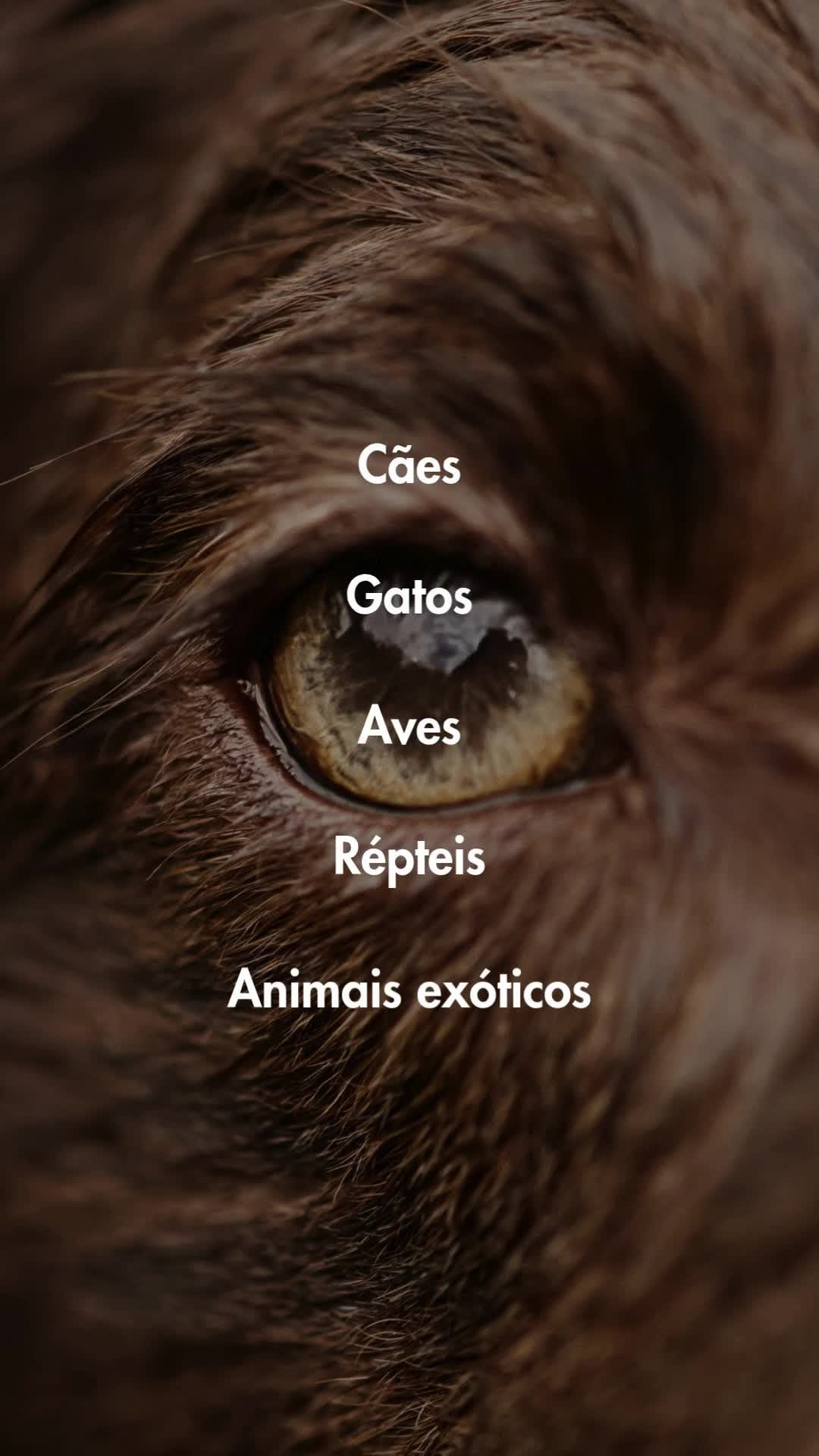 Post 1 by Hospital Veterinário ProntVet 24h on Instagram (video)