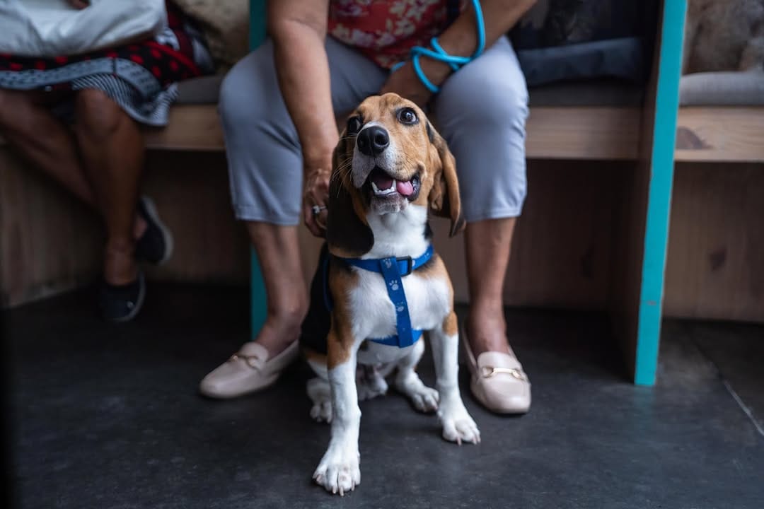 Post 3 by Chivo Pets on Instagram (carousel)