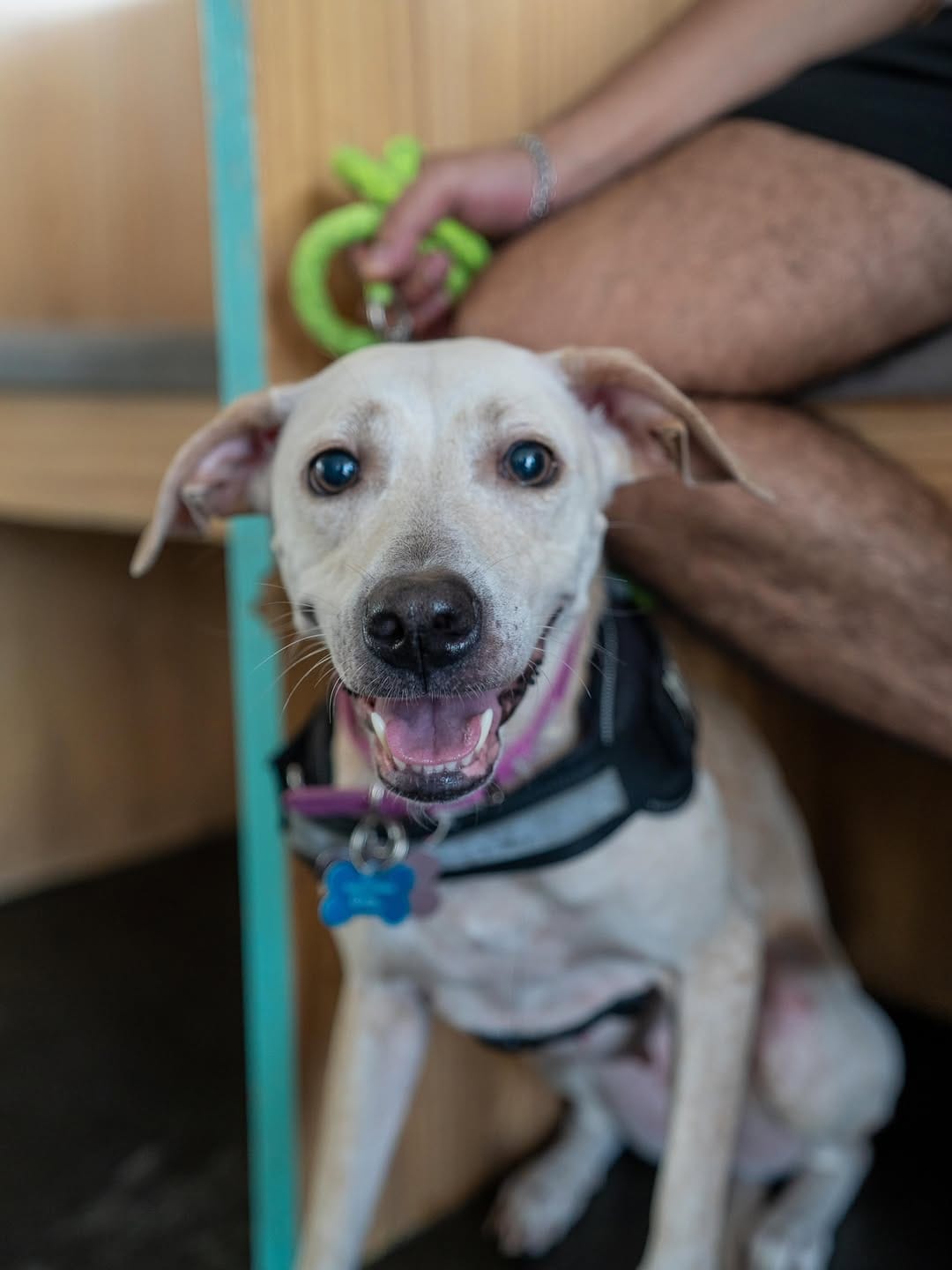 Post 7 by Chivo Pets on Instagram (carousel)