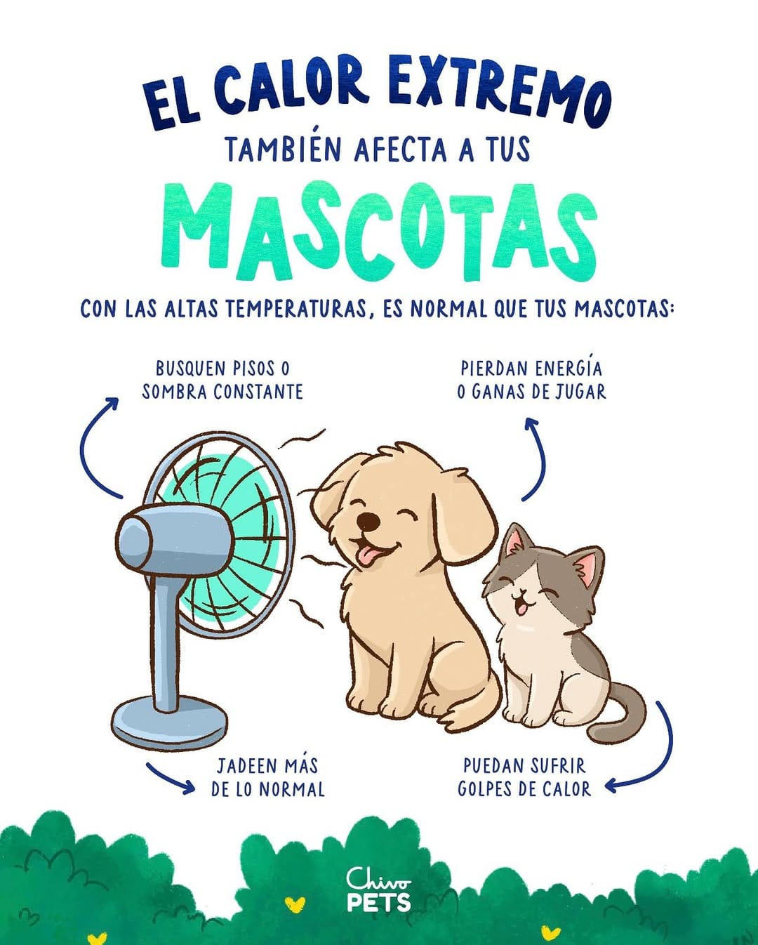 Post 5 by Chivo Pets on Instagram (image)