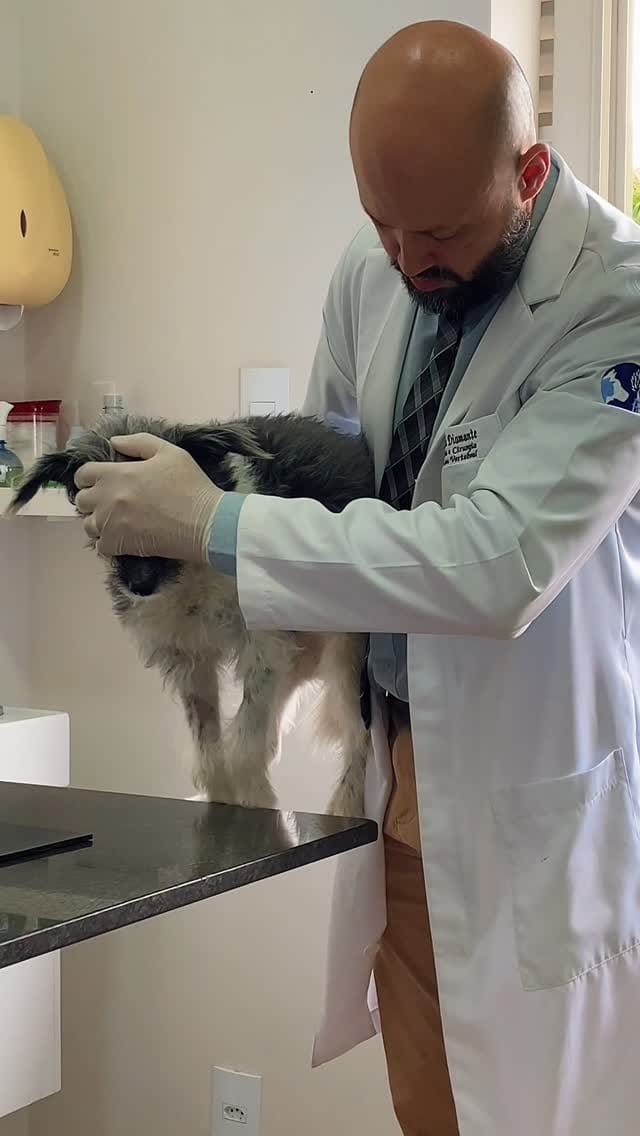 Post 3 by Ortho Support Pet on Instagram (video)