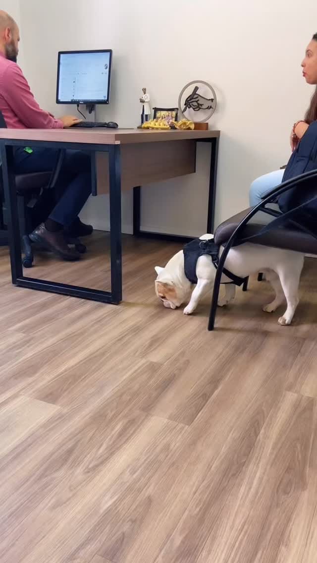 Post 4 by Ortho Support Pet on Instagram (video)