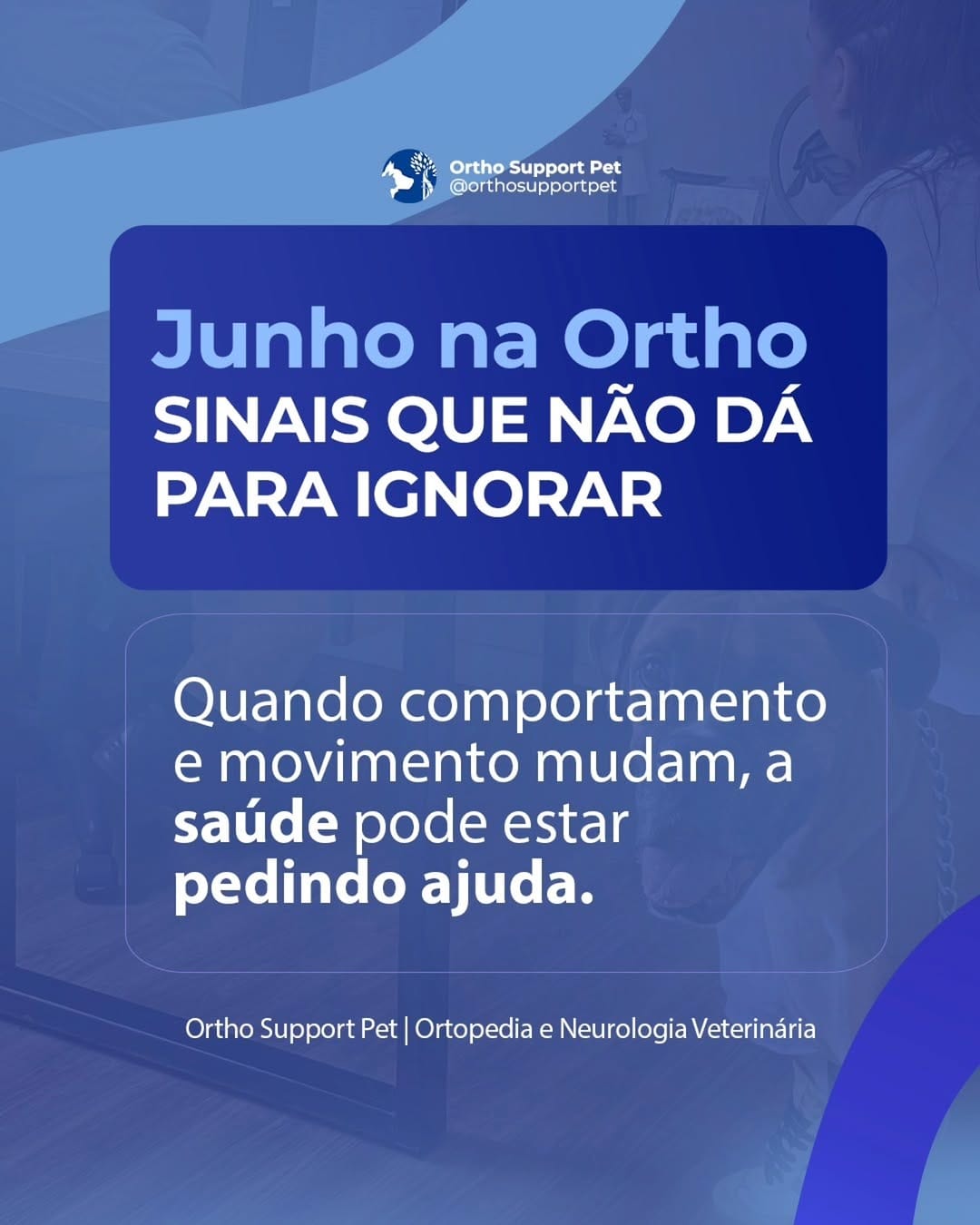 Post 1 by Ortho Support Pet on Instagram (image)